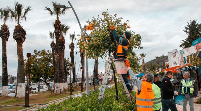 CADDE KENARLARINDAKİ TURUNÇLAR BELEDİYE EKİPLERİNCE TOPLANIYOR