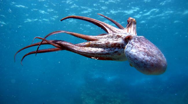 SANAT  VE DENİZ SU ALTINDA BİRLEŞİYOR