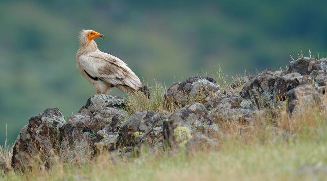 Beypazarı Doğanyurt’ta Yaban Hayatı Kazandı!