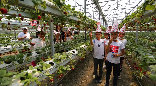 Önce Yediler, Sonra ektiler