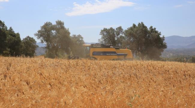 KARAOVA’DA HASAT VAKTİ