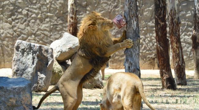 Doğal Yaşam Parkı’nda iştah açan buzlu menü