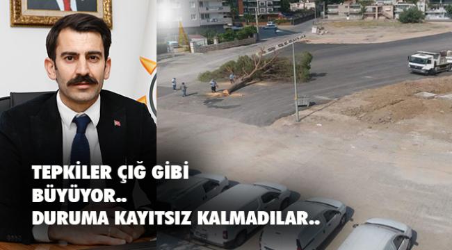 İzmir Büyükşehir Belediyesi yarım asırlık ağacı kesti!