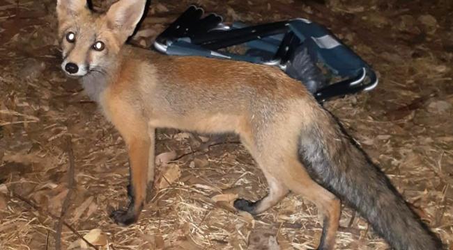 KAMPA ZİYARET GELEN TİLKİ’YE “DURSUN” ADINI VERDİ!