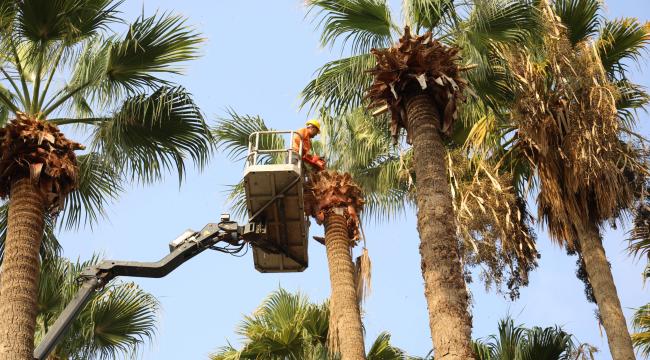 Marmaris genelindeki palmiye ağaçlarının dönemsel budamaları için çalışma başlatıldı