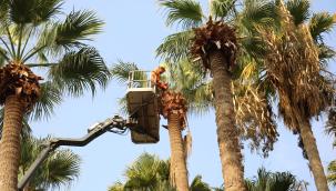 Marmaris genelindeki palmiye ağaçlarının dönemsel budamaları için çalışma başlatıldı