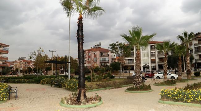 Şehir magandaları parktaki palmiye ağacını yaktı!