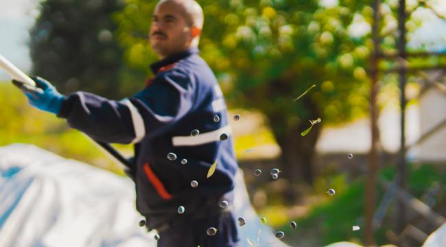 MİLAS BELEDİYESİ’NDE HASAT ZAMANI…