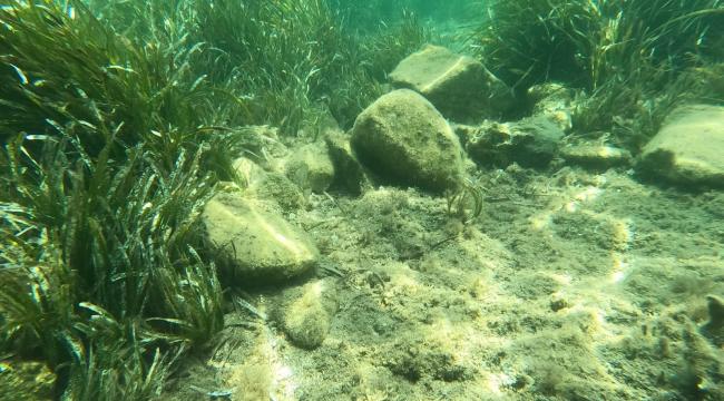 DENİZ ÇAYIRLARI ZARAR GÖRDÜ