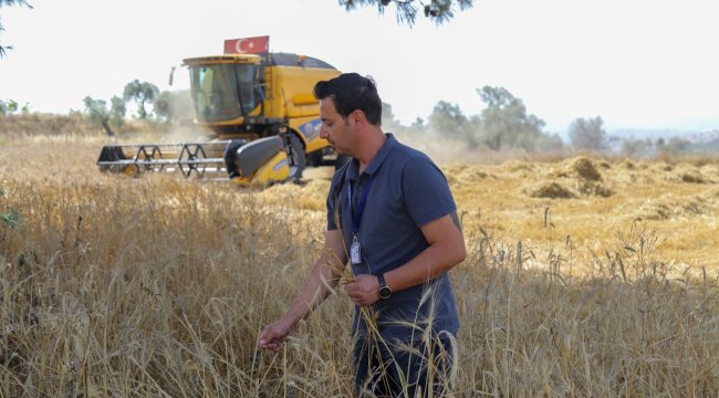 Belediyeden Buğday Hasadı