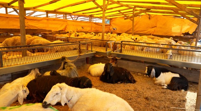 KURBANLIK ALIRKEN DİKKAT EDİLMESİ GEREKEN 9 DETAY: UZMAN İSİM TEK TEK AÇIKLADI