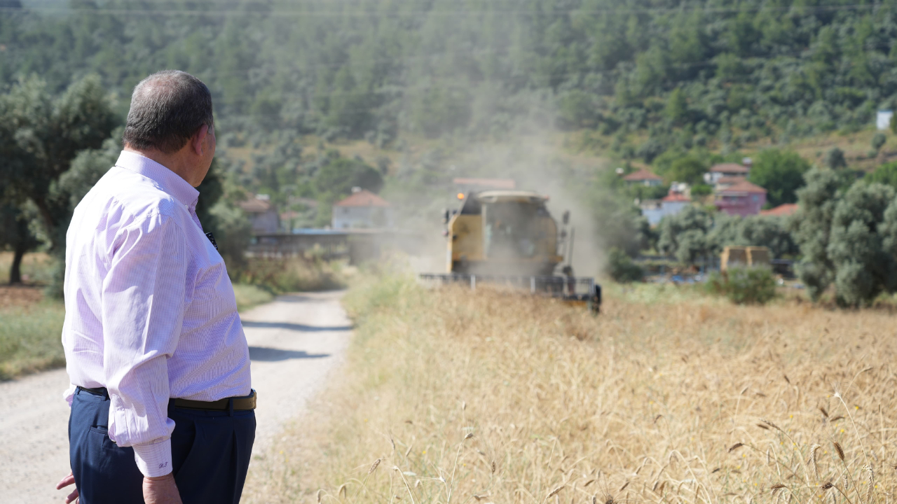 Milas&#039;ta Karakılçık Buğday Hasadı Gerçekleştirildi