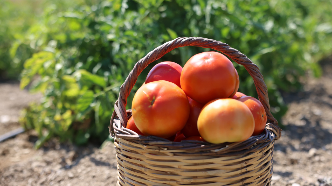 Ata tohumları ile Çeşme’de sürdürülebilir tarım!