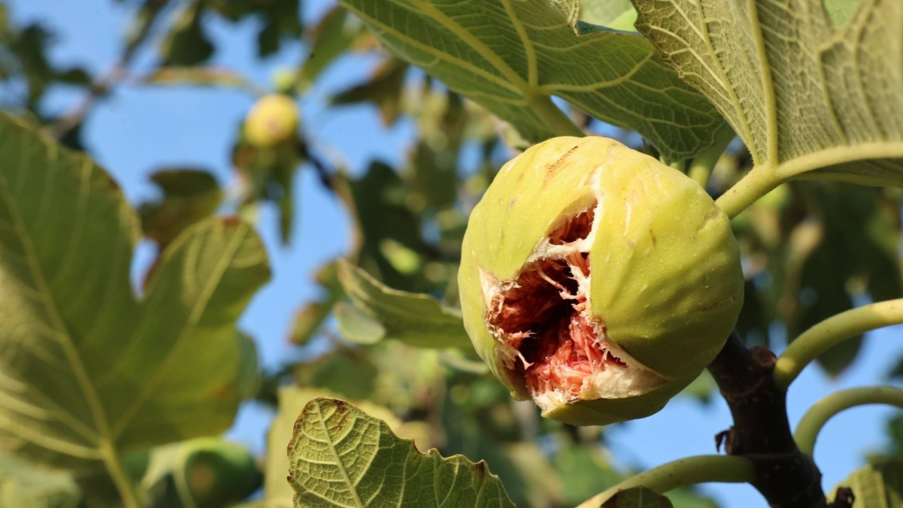 11. Akçalar İncir Festivali 14 Eylül&#039;de