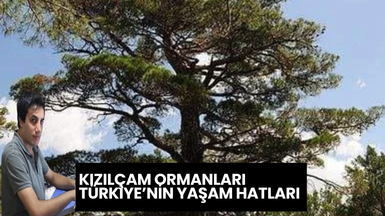 Ağaç İnsan gibidir kolay yetişmiyor