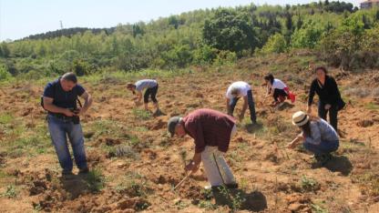 Bir yılda 116 bin fidan dikildi