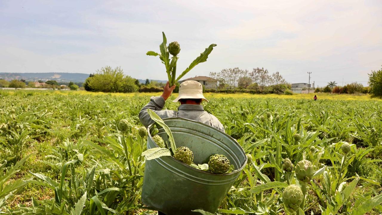 Enginarın kalbi 1-2-3 Mayıs’ta Urla’da atacak