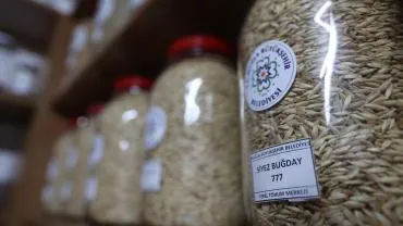 Muğla’nın Ata Tohumları Ülke Toprakları ile Buluşmaya Devam Ediyor