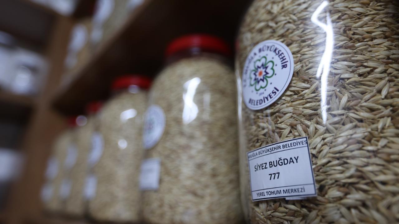 Muğla’nın Ata Tohumları Ülke Toprakları ile Buluşmaya Devam Ediyor